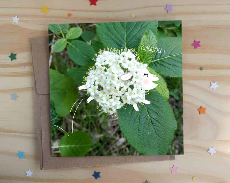 carte voeux coucou mouton viorne lantane bonjour des nouvelles un petit mot correspondence